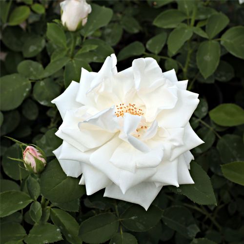 Blanco - Árbol de Rosas Floribunda - rosal de pie alto- forma de corona tupida